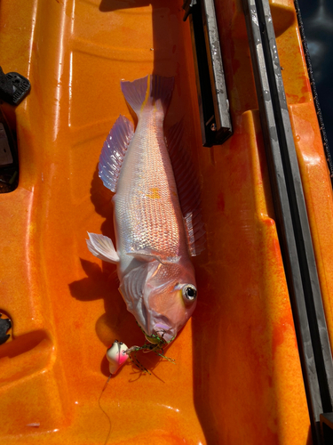 アマダイの釣果