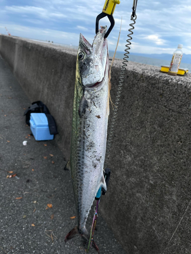 サゴシの釣果