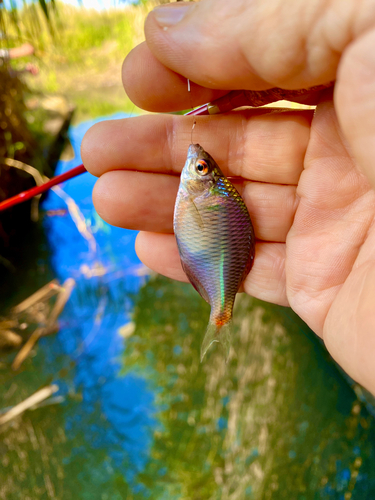 タナゴの釣果