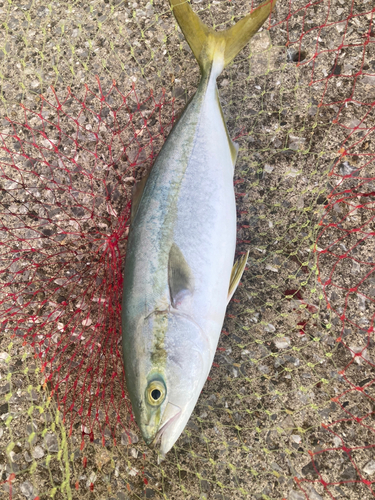 ヤズの釣果