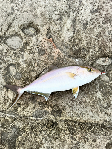 ショゴの釣果