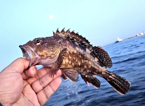 カサゴの釣果