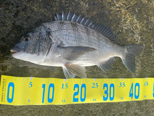 クロダイの釣果