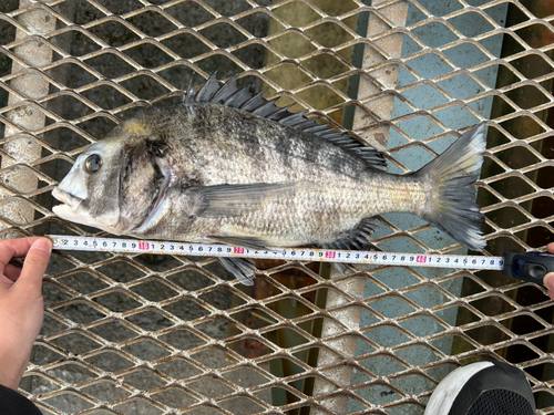 クロダイの釣果