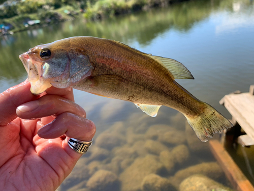 ラージマウスバスの釣果