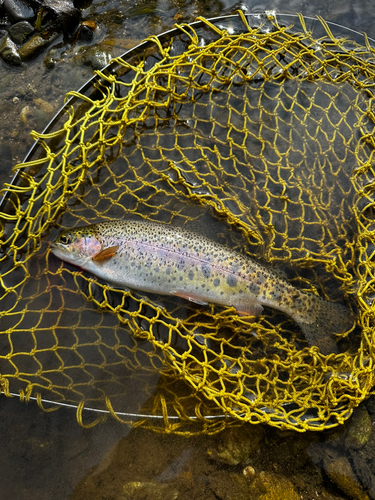 ニジマスの釣果