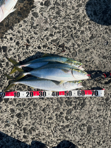 ハマチの釣果