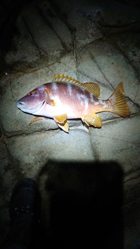 シブダイの釣果