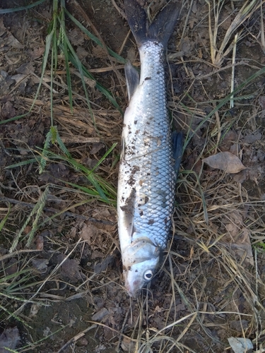 ニゴイの釣果