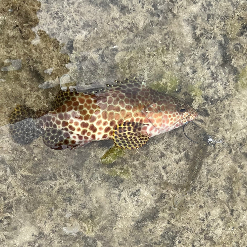 カンモンハタの釣果