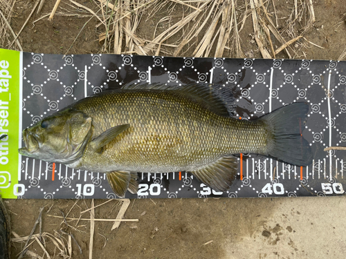 スモールマウスバスの釣果