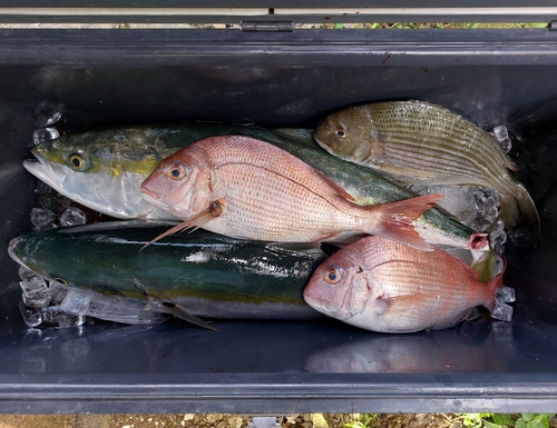 ハマチの釣果