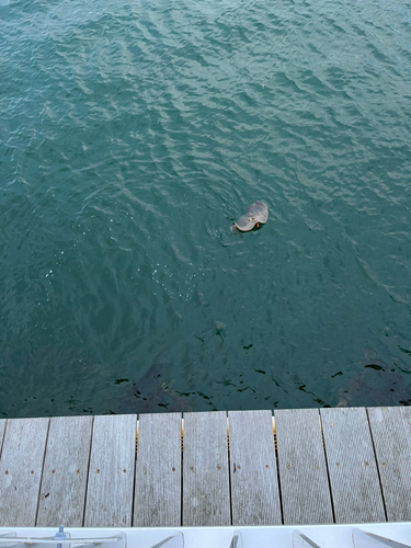 エイの釣果