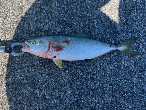 イナダの釣果