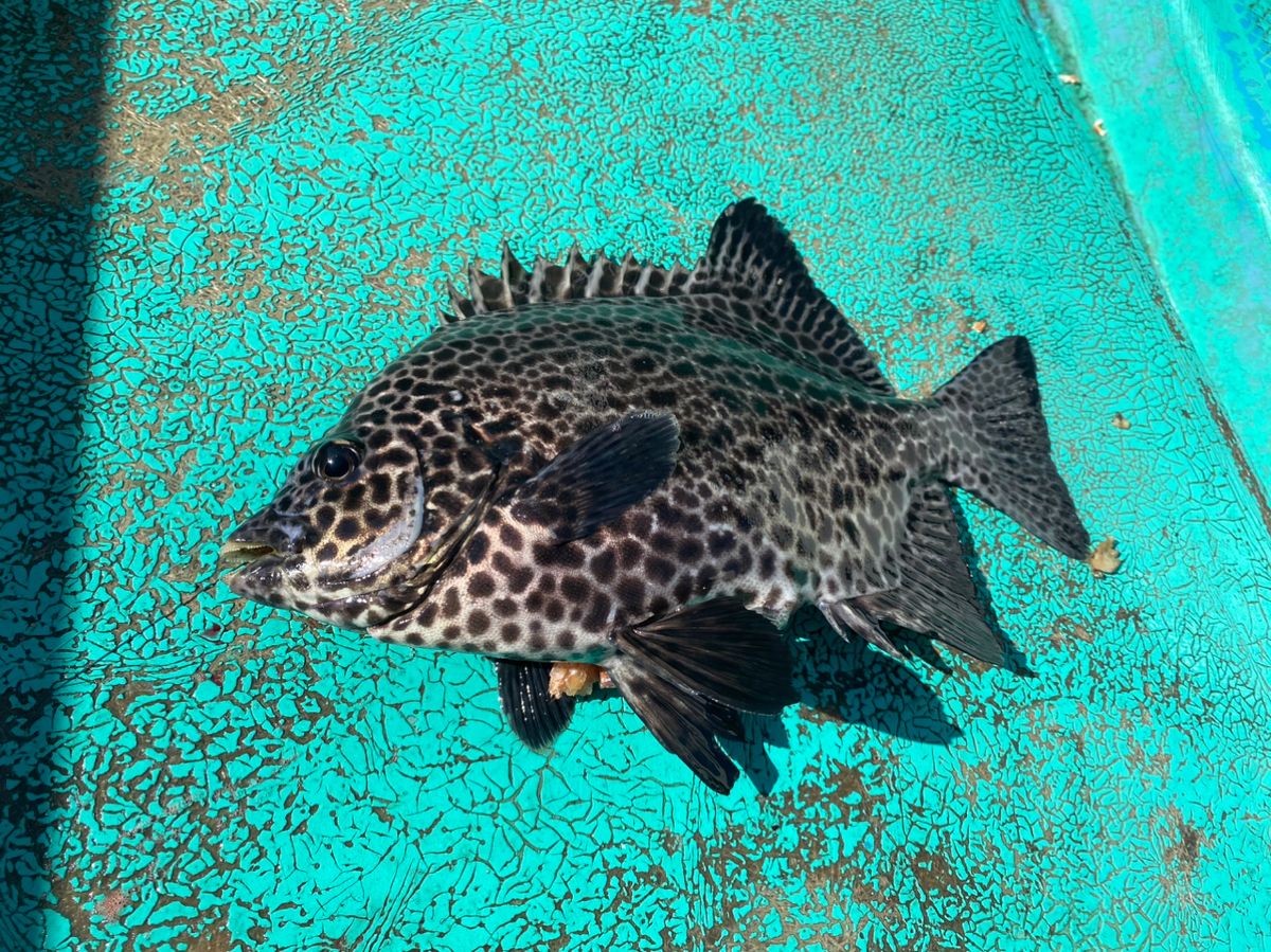 しょうきの沖釣りチャンネルさんの釣果 1枚目の画像