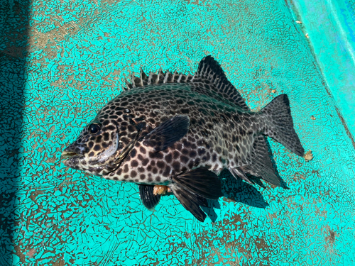 イシガキダイの釣果