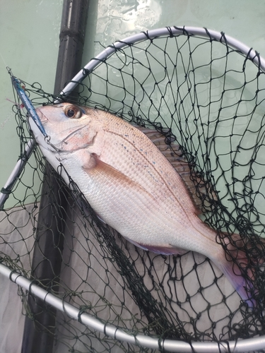 タイの釣果