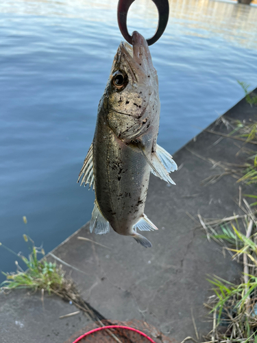 セイゴ（マルスズキ）の釣果