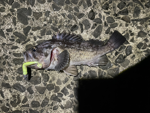 クロソイの釣果