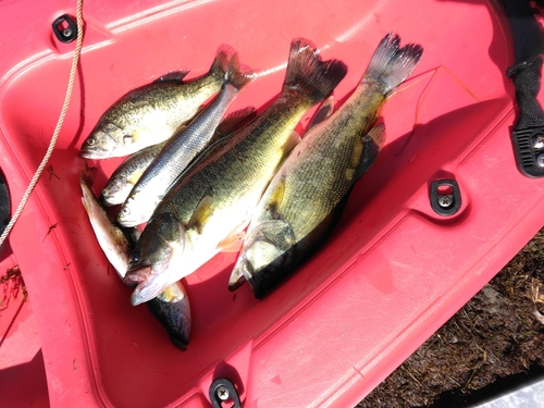 ブラックバスの釣果