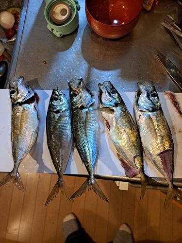 アジの釣果