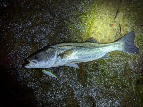 フッコ（マルスズキ）の釣果