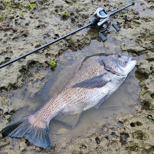 チヌの釣果