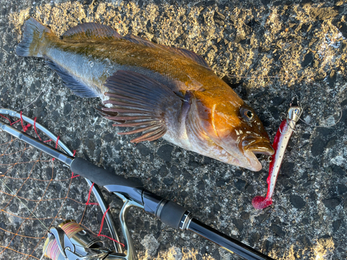 アイナメの釣果