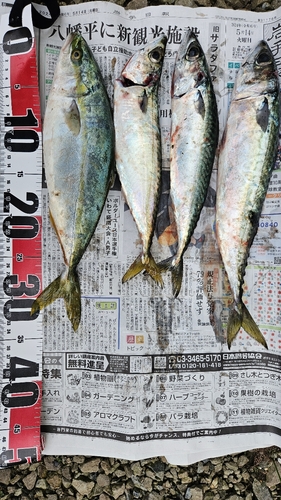 ワカシの釣果