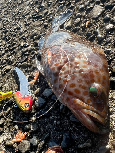 オオモンハタの釣果