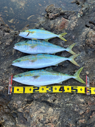 イナダの釣果