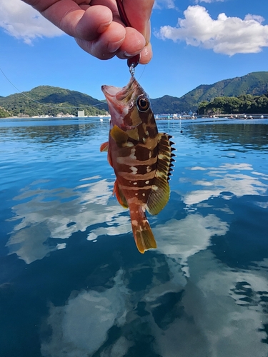 アカハタの釣果