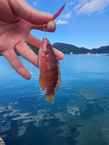 ベラの釣果