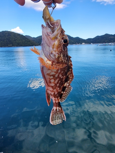 カサゴの釣果