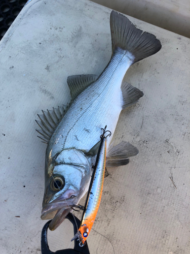 セイゴ（ヒラスズキ）の釣果