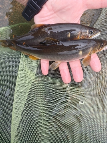 アユの釣果