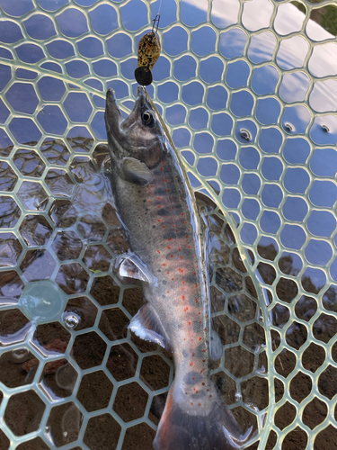 アマゴの釣果