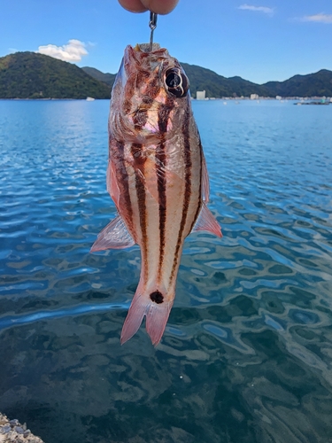 オオスジイシモチの釣果