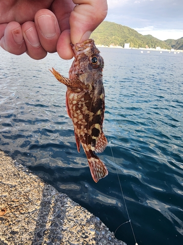 カサゴの釣果