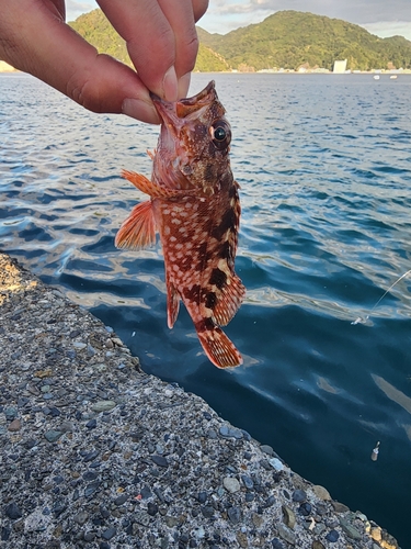 カサゴの釣果