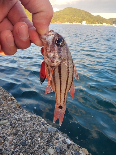 オオスジイシモチの釣果