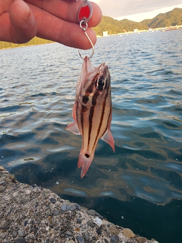 オオスジイシモチの釣果