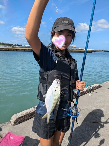 アシチンの釣果