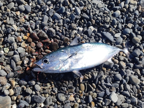 ソウダガツオの釣果