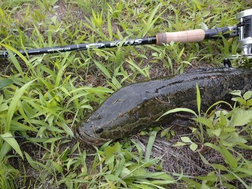 ライギョの釣果