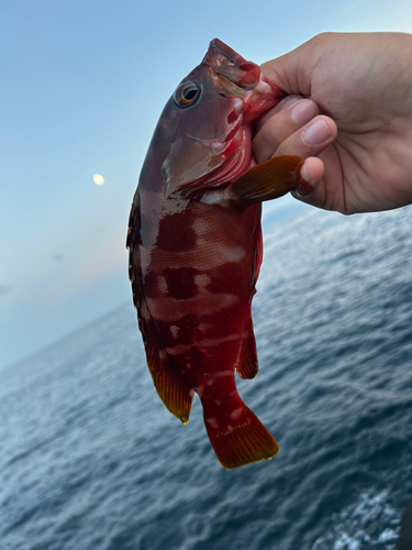 アカハタの釣果