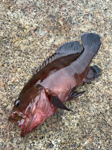 ヤミハタの釣果