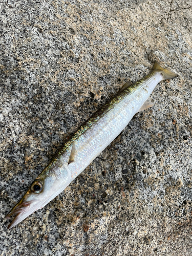 タイワンカマスの釣果