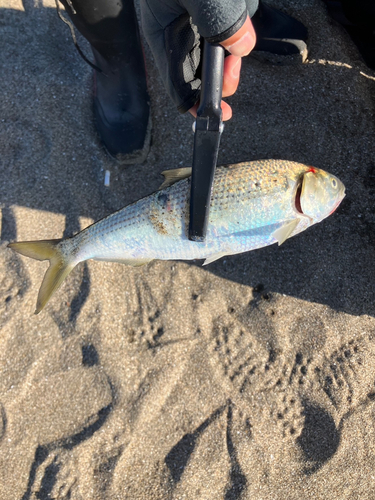 コノシロの釣果