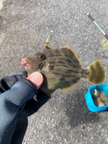 カワハギの釣果